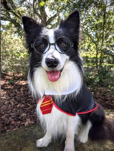 Bone Philosopher: Border Collie recreates Harry Potter scenes and wins competition - Potterish Amos in Harry Potter costume